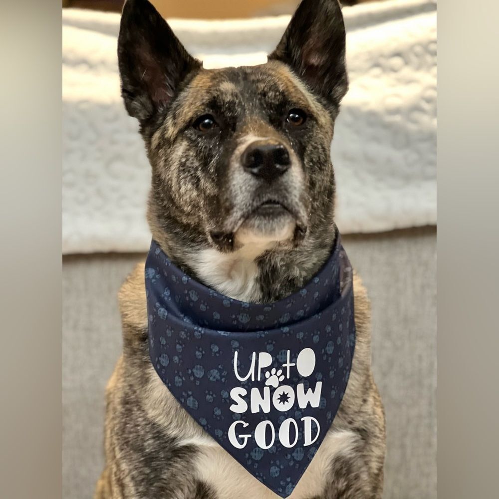 Up to snow good graphic blue paw print bandana size large/XL